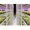 Vertical Grow Shelving for Leafy Greens and Microgreens