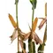 23P66 Corn Seed Hybrid - 55lb Bag