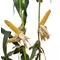 25D19 Corn Seed Hybrid - 55lb Bag