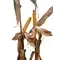 25P88 Corn Seed Hybrid - 55lb Bag