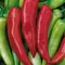 Peppers, Hungarian Hot Wax - 5,000 Seed Count