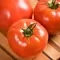 Tomato, Celebrity Hybrid Treated - 100 Seed Count