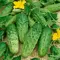 Cucumber, Pick a Bushel 500 Seed Count