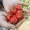 Peppers, Scotch Bonnet Red - 500 Seed Count