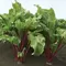 Beets, Red Ace Hybrid 1,000 Seed Count