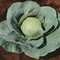 Cabbage, Stonehead Hybrid - 10,000 Seed Count