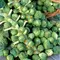 Brussel Sprouts, Long Island - 1,000 Seed Count