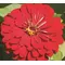 Zinnia, Cherry Queen - 1/2 lb