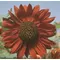 Sunflower, Velvet Queen - 1/2 lb