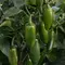 Peppers, La Bomba II - 1,000 Seed Count