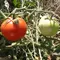 Tomato, Super Sioux - 100 Seed Count