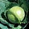 Cabbage, Golden Acre 10,000 Seed Count