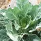 Collards, Vates - 4oz