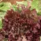 Lettuce, Red Salad Bowl - 1/2lb