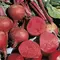 Beets, Crosby Egyptian - 1/2lb