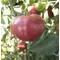 Tomato, Oxheart Red - 500 Seed Count