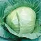 Cabbage, Early Flat Dutch 1,000 Seed Count