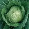 Cabbage, Early Jersey Wakefield 5,000 Seed Count