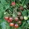 Tomato, Black Cherry - 100 Seed Count