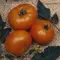 Tomato, Brandywine Yellow - 500 Seed Count