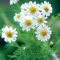 CHAMOMILE, GERMAN OR ANNUAL 1