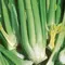 Celery, Golden Self-Blanching - 1lb