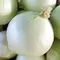 Onion, White Sweet Spanish - 10,000 Seed Count