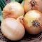 Onion, Yellow Sweet Spanish - 1,000 Seed Count