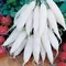 Radish, Long White Icicle - 1lb