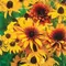 DAISY, RUDBECKIA HIRTA- 1/4 OZ EACH