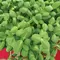 Cress, Upland - 4oz