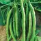 Beans, Kentucky Wonder Bush 125 Treated - 25lb