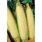 Corn, White Truckers Favorite O.P. - 50lb