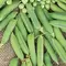 Peas, Maestro Treated - 1/2lb