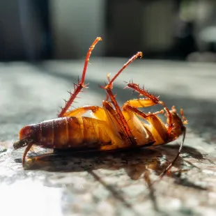 Abiline Pest Control Co logo