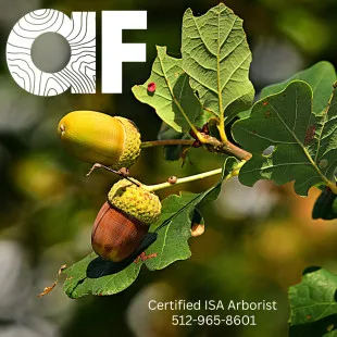 Arbor Fit LLC logo