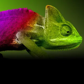 Chameleon Painting, LLC - Interior Design & Decorating in Heber City, UT
