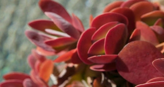 Glorious Gardens Inc - Landscape Design in Friendswood, TX