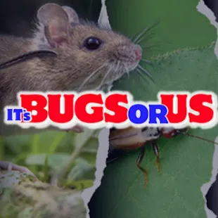 Its Bugs OR Us logo
