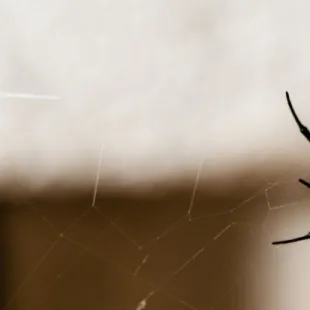 Jordan Commons Pest Control logo