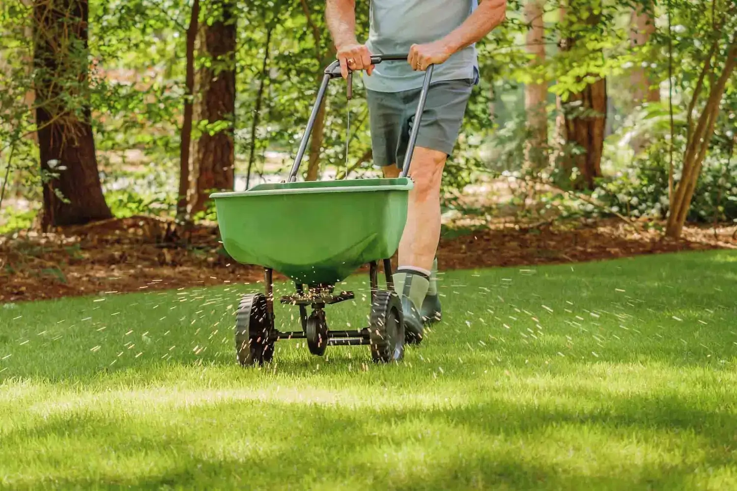 Lawn Overseeding & Reseeding