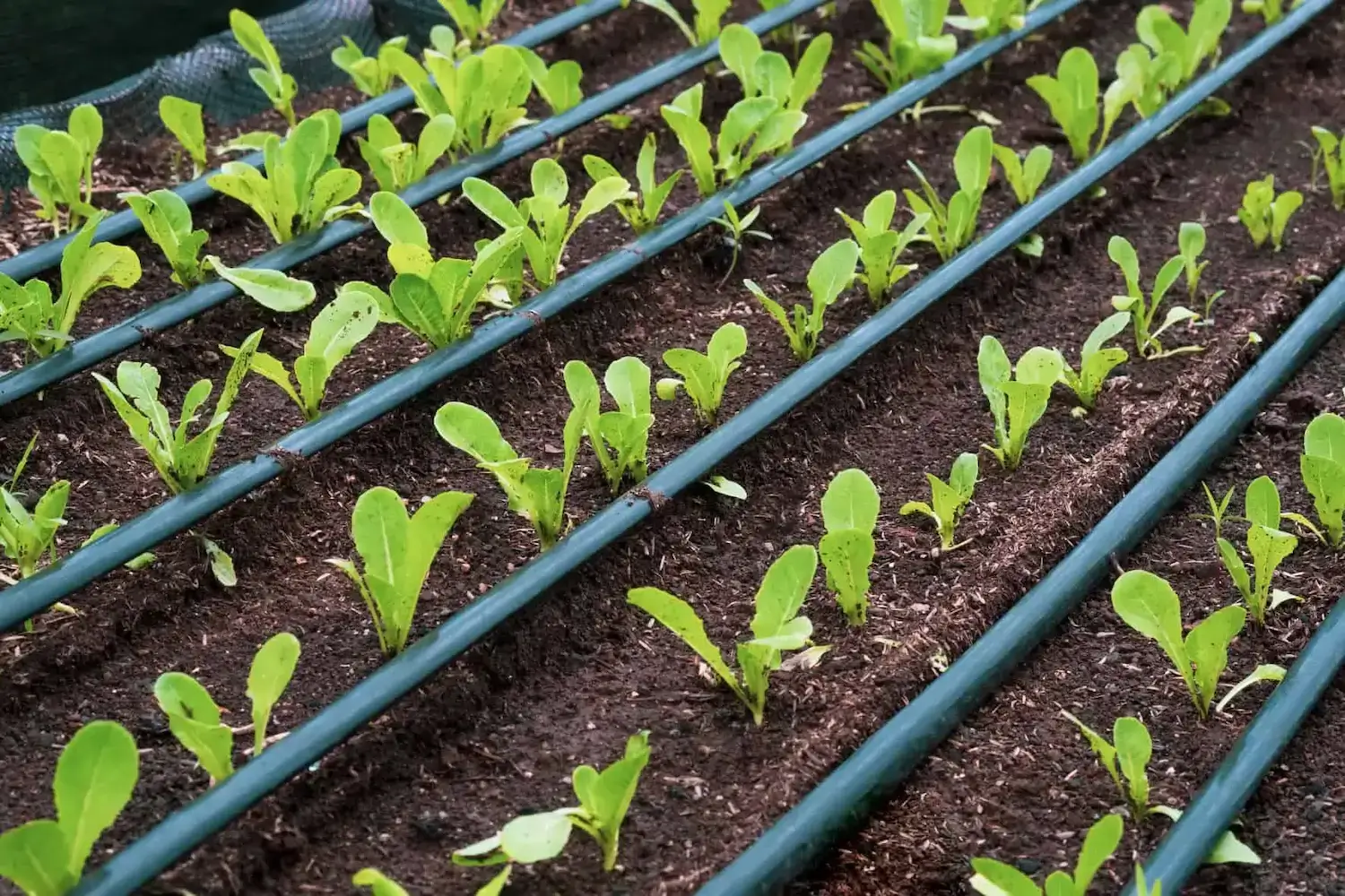 Drip Irrigation System Installation