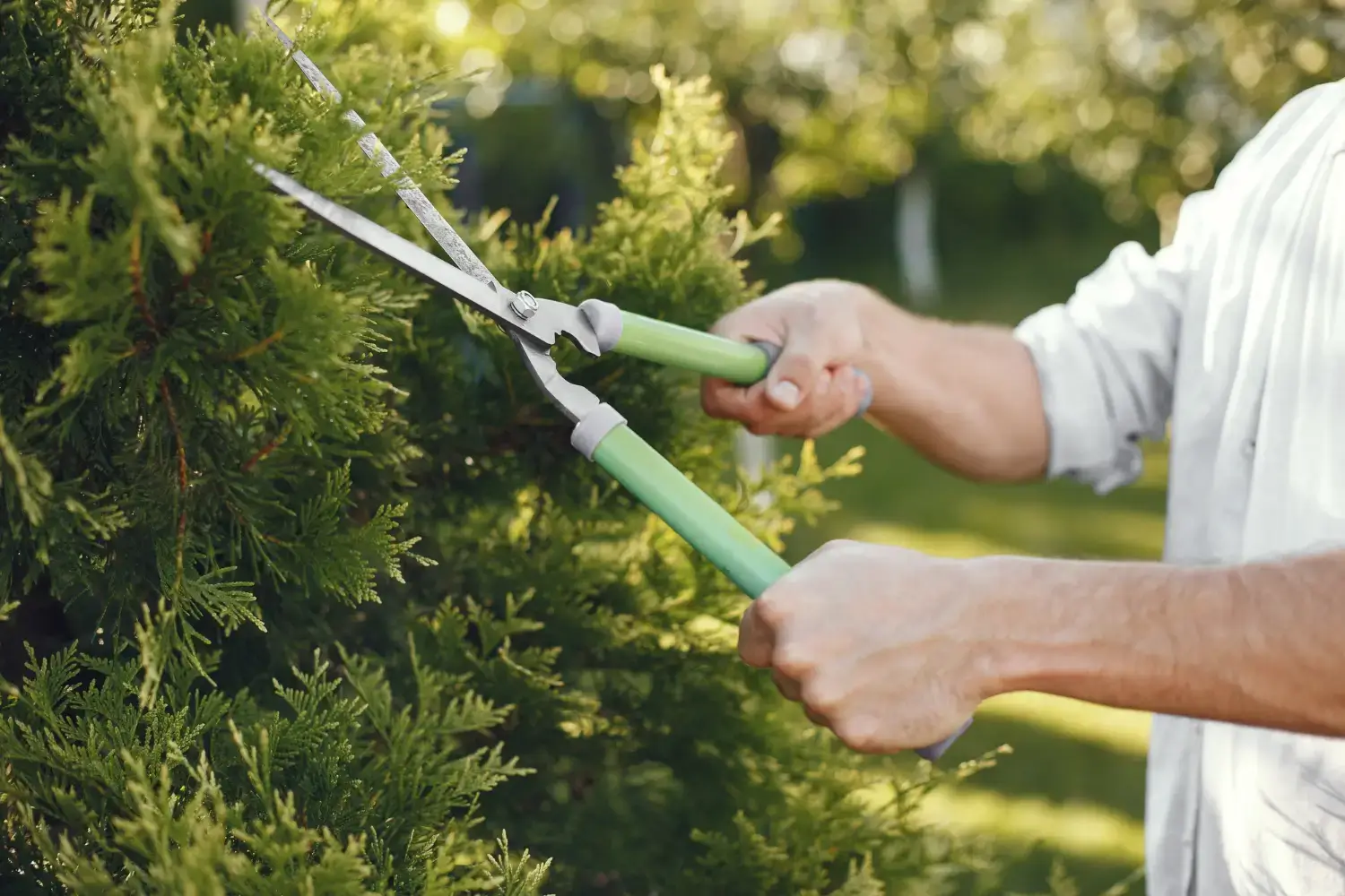 Tree & Shrub Care