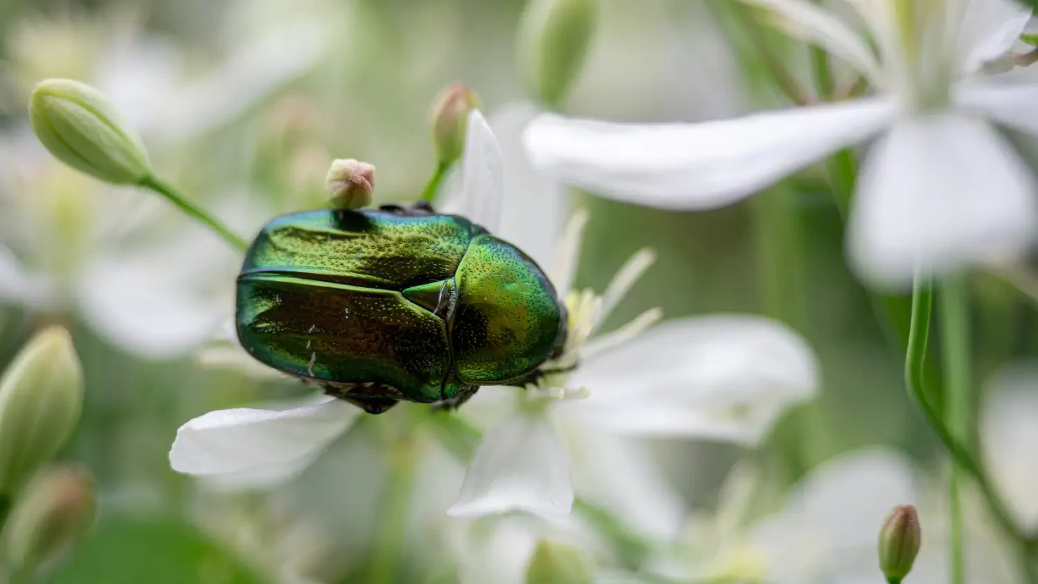 How to get rid of Japanese beetles naturally and effectively