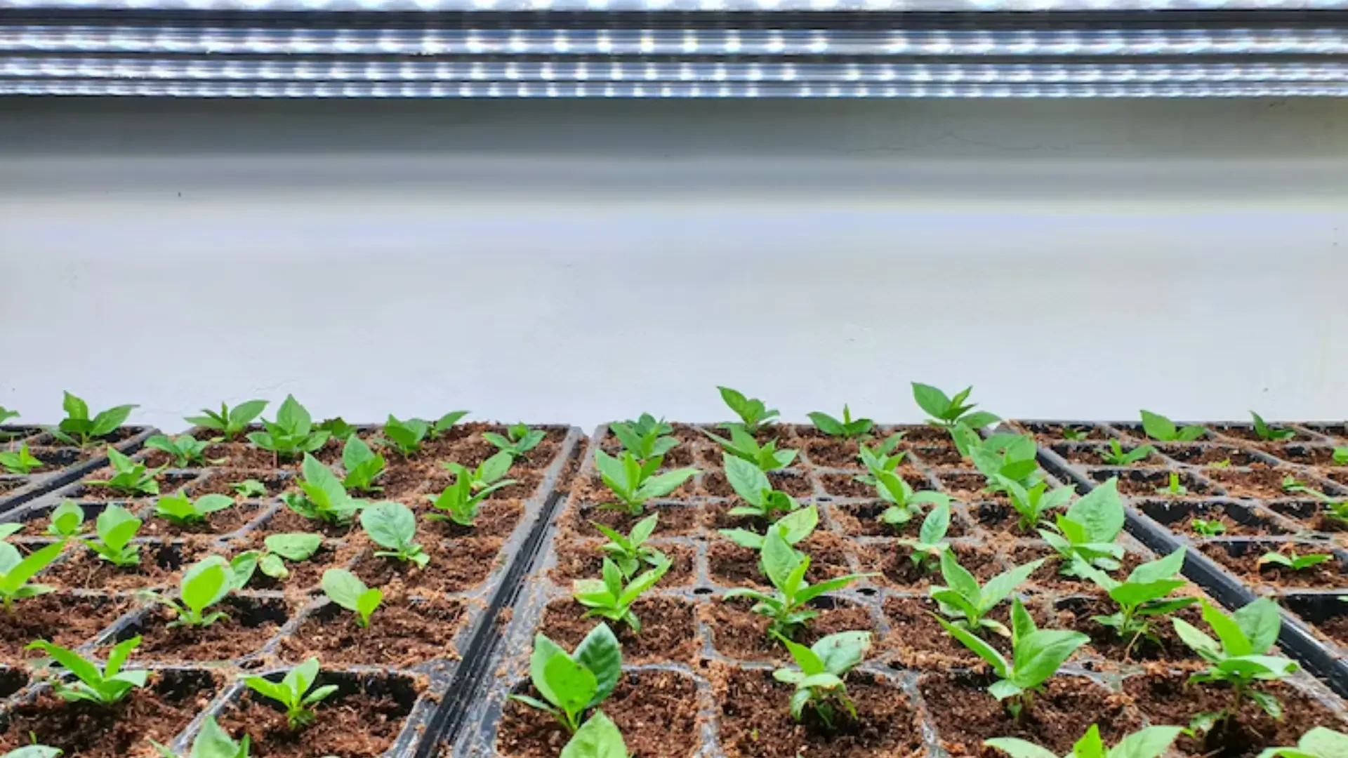 Lighting the Future of Indoor Farming: Innovative Grow Solutions