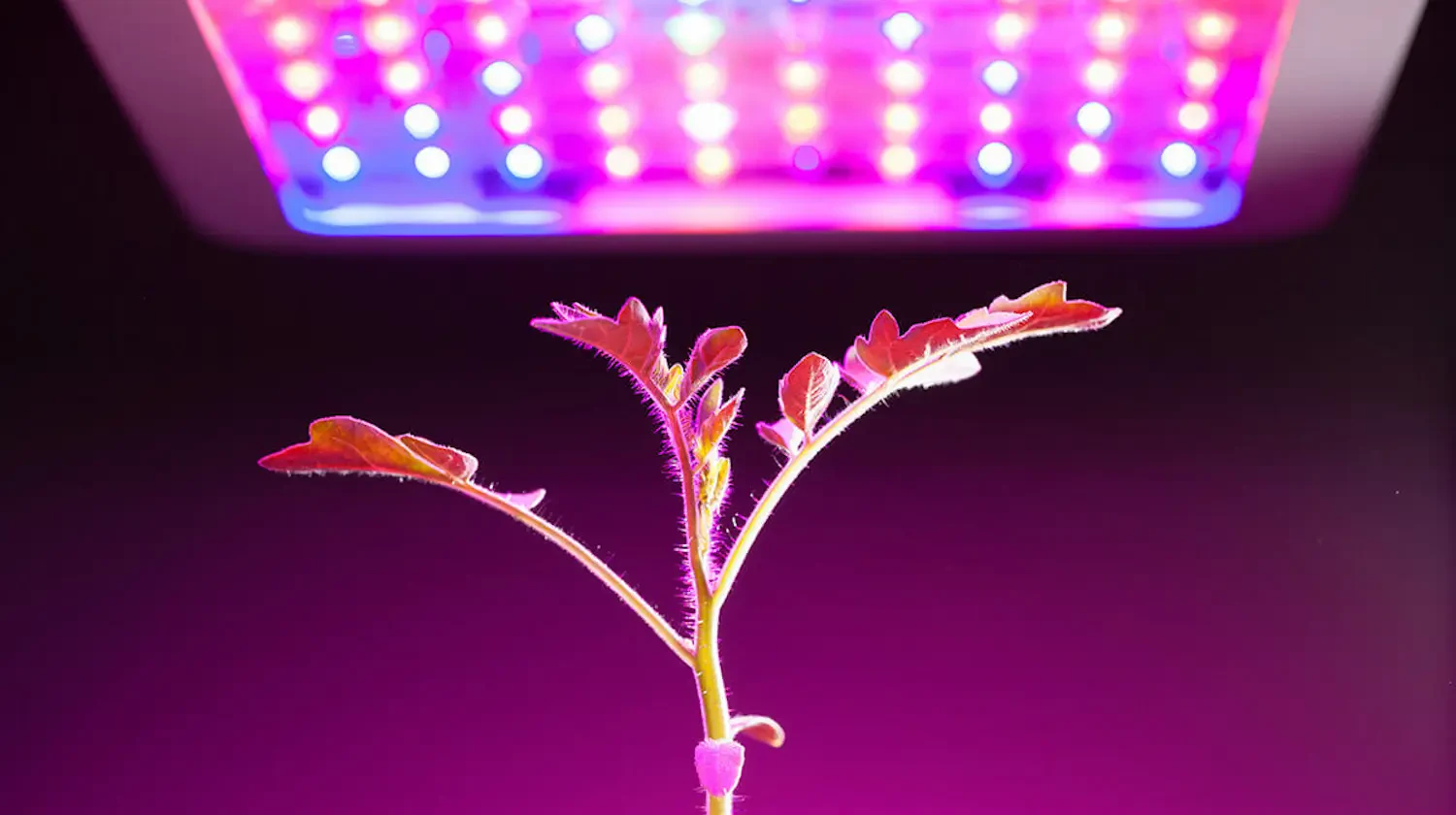 What is UVB light and why does it matter for plants