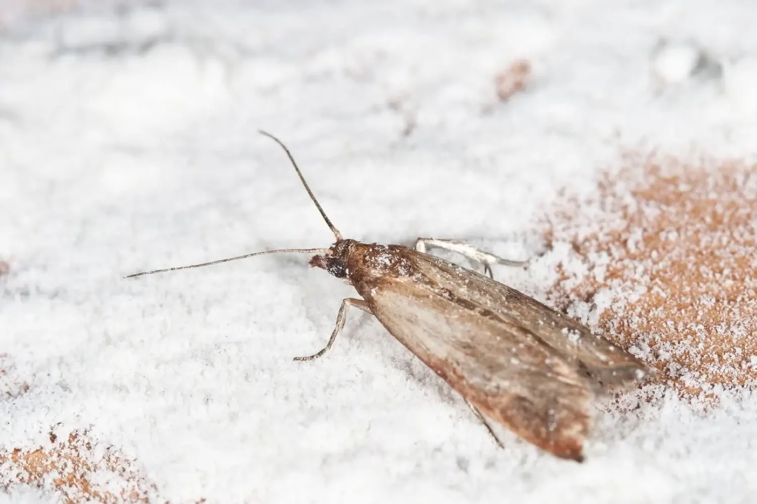 How to get rid of pantry moths: Best traps for a pest-free kitchen