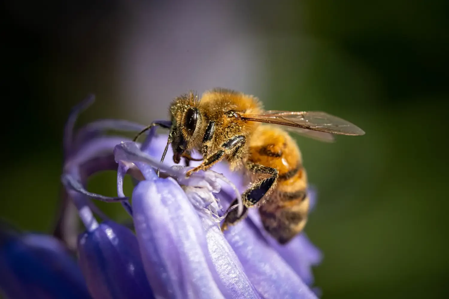 Bee killer sprays: What works and what’s safe to use outdoors