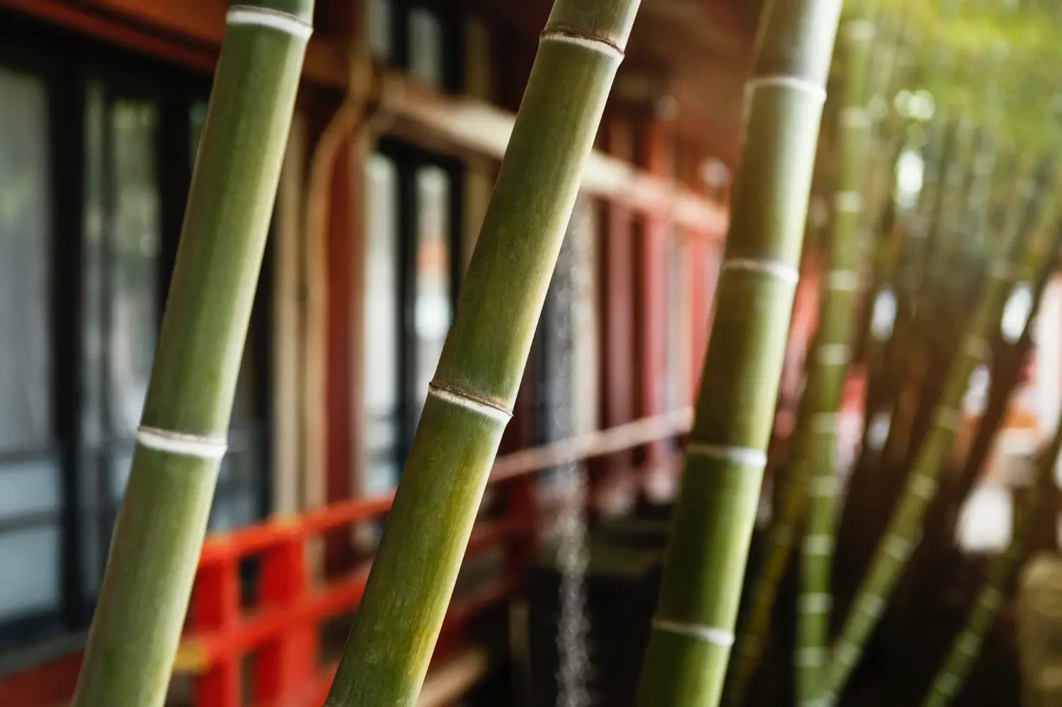 7 smart uses for bamboo poles in gardening and landscaping