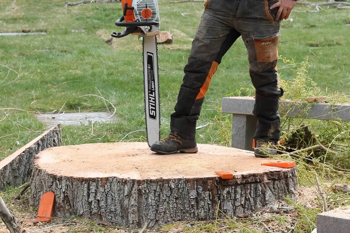 Tree stump removal made easy: DIY vs professional methods